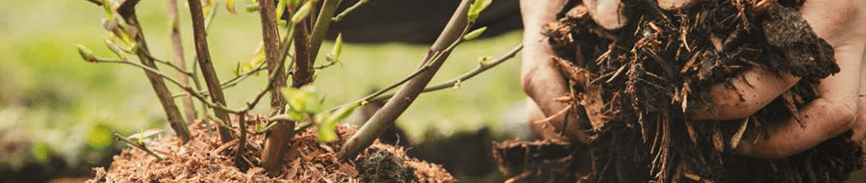 Tuinkalender oktober bij Quofi richt zich vooral op het onderhouden en voorbereiden van de tuin