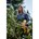 DeWALT DCMPP568P1-QW 18V XR snoeischaar incl. 1x 5.0Ah accu en lader