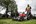 Milwaukee accu grasmaaier - F2LM53-0 - 18V - excl. accu en lader