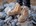 Steel Blue werkschoenen Southern Cross Zip Scuff Sand S3 maat 45