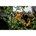 DeWALT DCMPP568P1-QW 18V XR snoeischaar incl. 1x 5.0Ah accu en lader