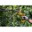 DeWALT DCMPP568P1-QW 18V XR snoeischaar incl. 1x 5.0Ah accu en lader