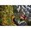 DEWALT DCMHT563P1-QW Accu Heggenschaar 55cm 18V XR - Inclusief 1x 5.0Ah Accu en Lader