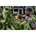 DeWALT DCMPP568P1-QW 18V XR snoeischaar incl. 1x 5.0Ah accu en lader