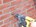 Gebr. Bodegraven kraagpluggen (1000x) - 6x40mm
