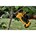 DeWALT DCMPP568P1-QW 18V XR snoeischaar incl. 1x 5.0Ah accu en lader